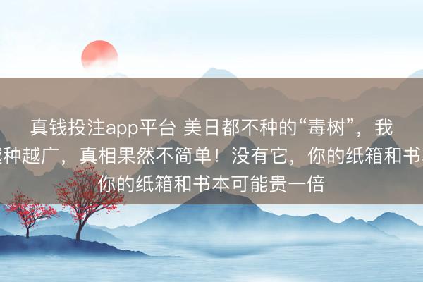 真钱投注app平台 美日都不种的“毒树”，我们当香饽饽越种越广，真相果然不简单！没有它，你的纸箱和书本可能贵一倍
