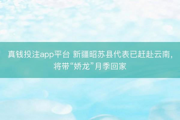 真钱投注app平台 新疆昭苏县代表已赶赴云南，将带“娇龙”月季回家